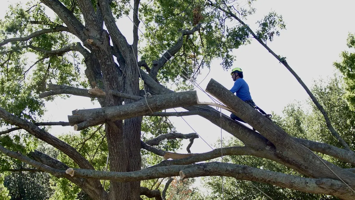 Professional Hazardous Tree Removal performed by certified arborists in Higdon
