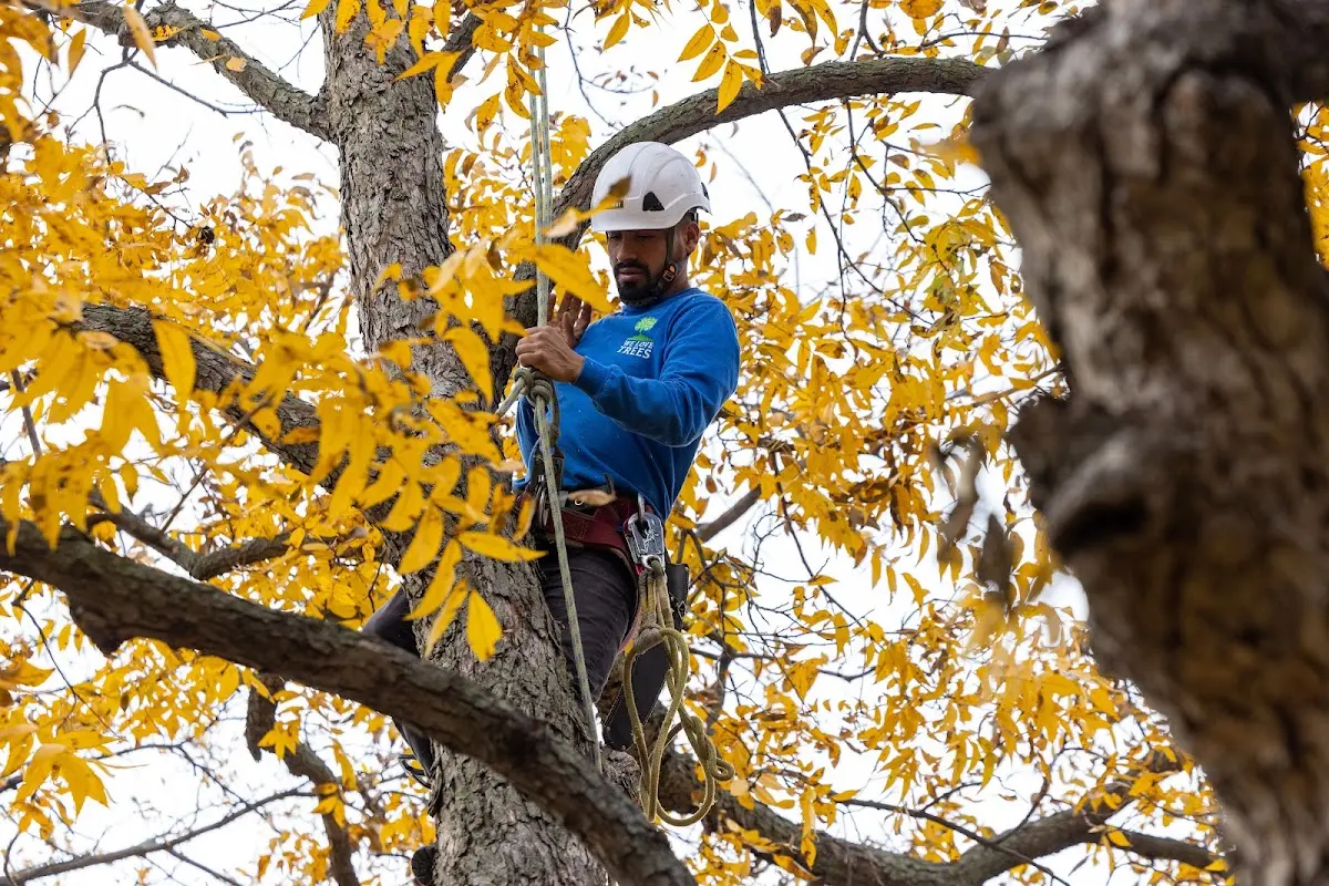 Skilled Tree Pruning crew working in Higdon